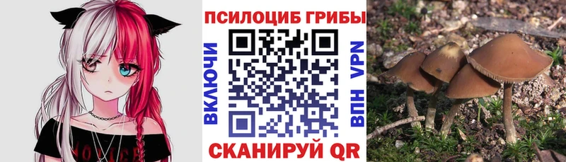 купить   Дятьково  Галлюциногенные грибы Psilocybe 